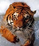 pic for Tiger 2